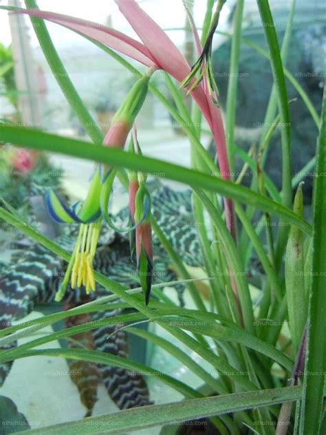 垂花水塔花|垂花水塔花 Billbergia nutans